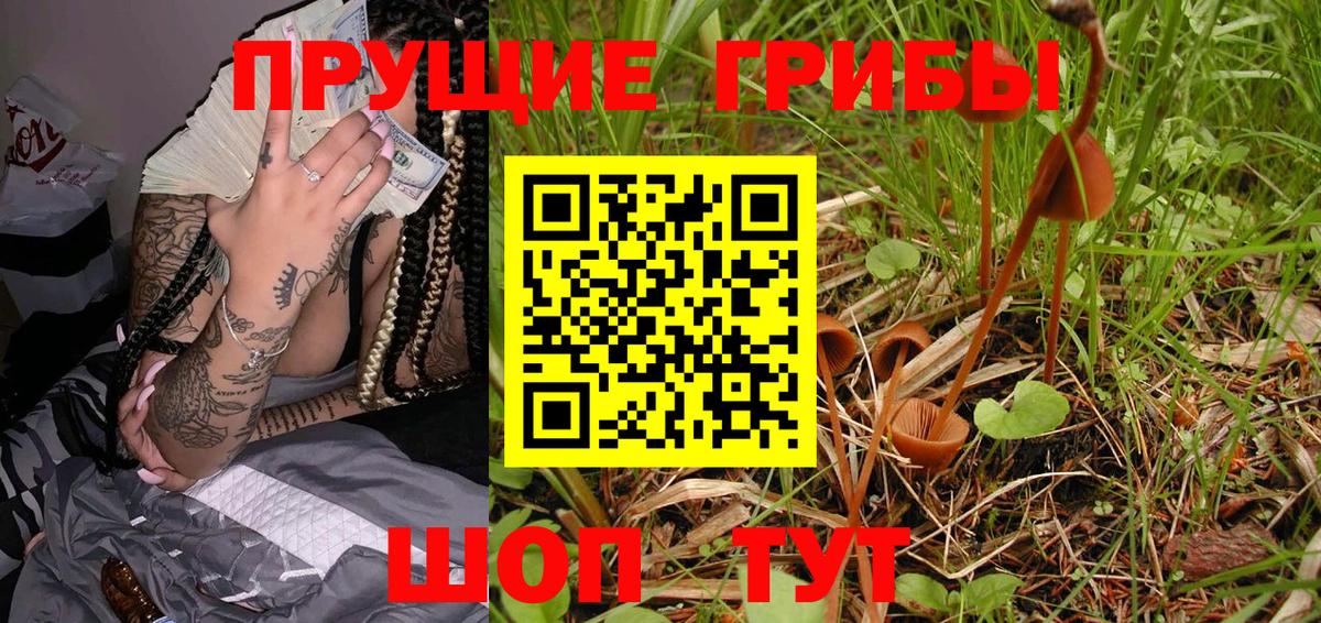 Елабуга  наркота  Вход с VPN  Псилоцибиновые грибы Psilocybine cubensis 